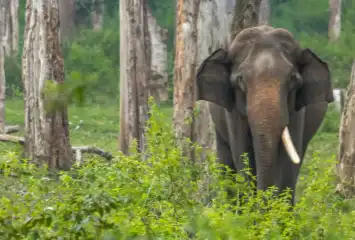 mysore-to-dubare-elephant-camp-car-rental-mysore-wheels