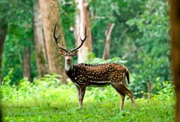 tholpetty-wildlife-sanctuary-in-wayanad62de5a2b3e7da
