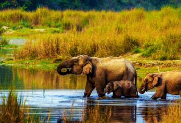 chitwan
